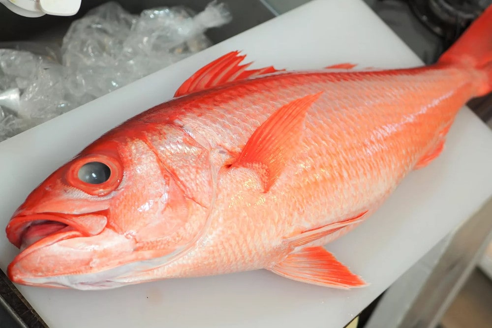 Amami Oshima Island is rich in nature and the ingredients are caught in each season. The photo shows a vivid-looking Onaga-dai.