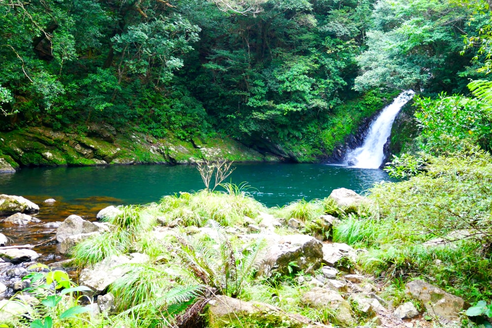 大和村の山奥にある神秘的なマテリヤの滝は、古くから人々の憩いの場として親しまれてきました。滝の名前の由来となったのは「マ・ティダ・ヌ・コモリ（＝本当に美しい太陽の滝壺）」という言葉