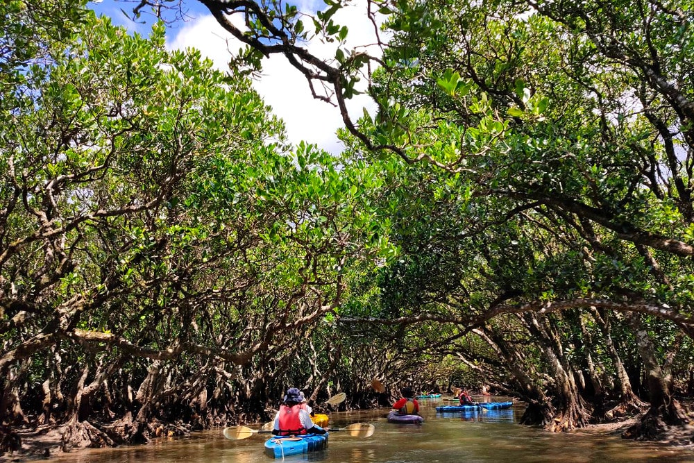 The virgin mangrove forests of Amami Oshima Island seen by canoe.