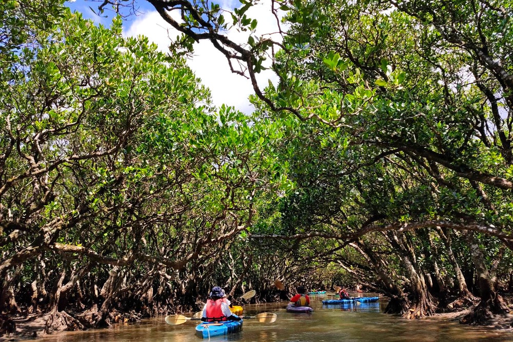 Activities to play in the rich nature and observe precious creatures in Amami Oshima Island.