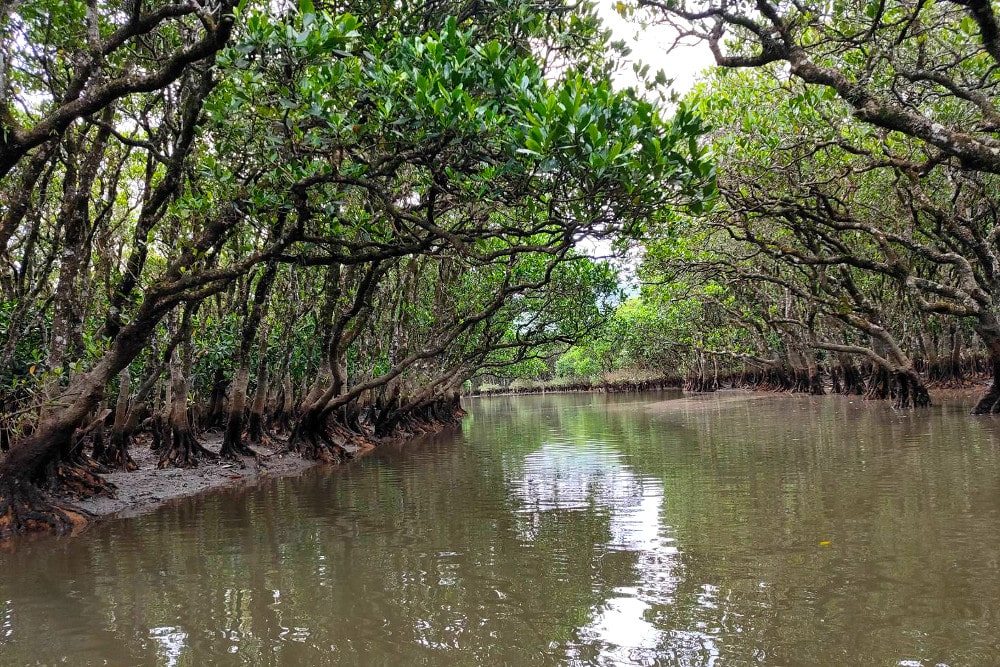 Expedición en canoa por el bosque de manglares de Amami Oshima