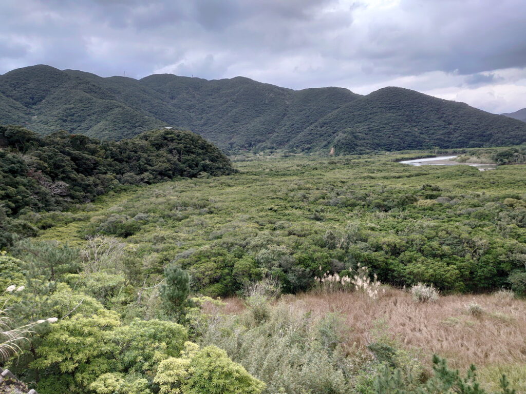 奄美大島のマングローブ原生林