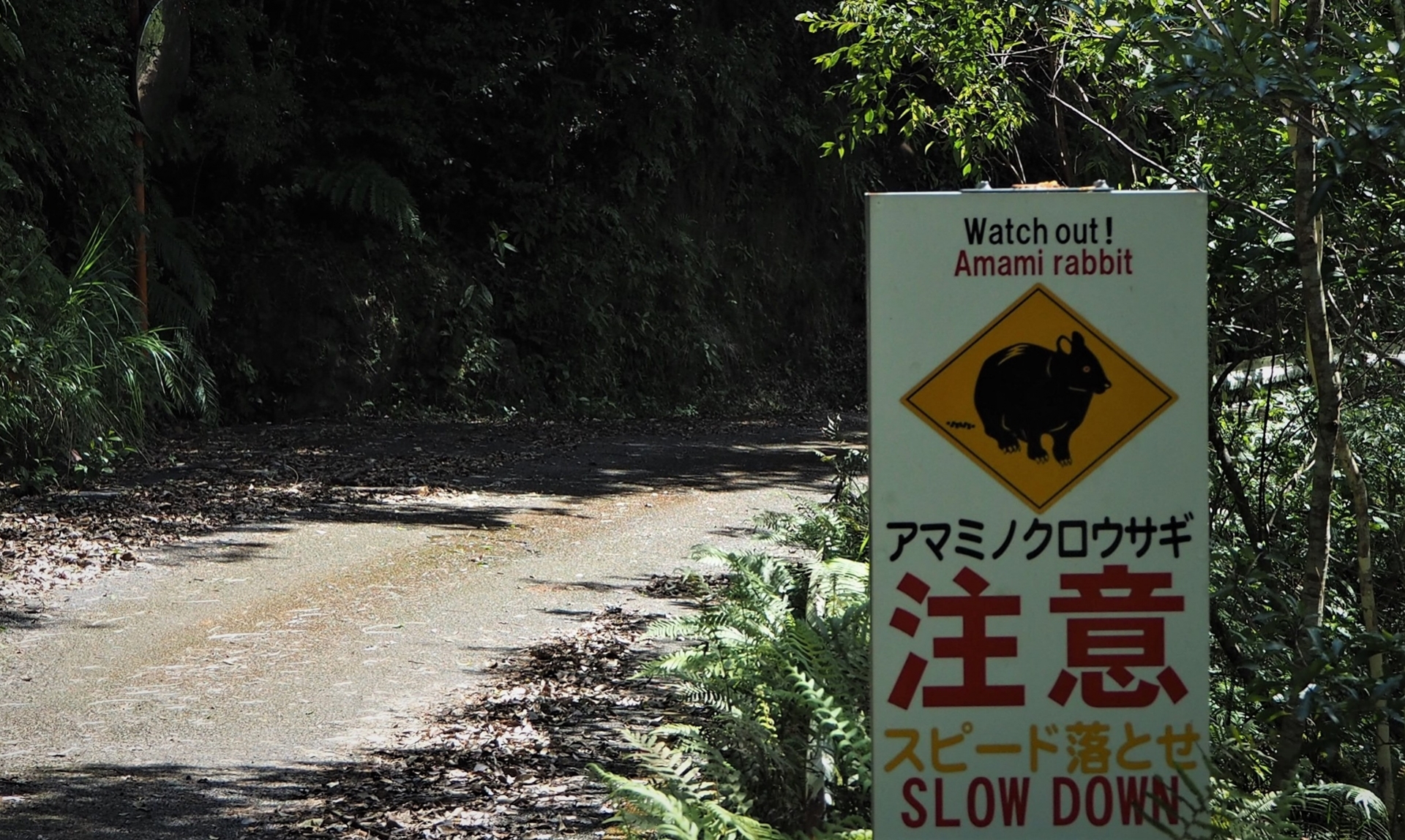 亜熱帯の樹木 ハリツルマサキ 奄美大島産 ② 図鑑