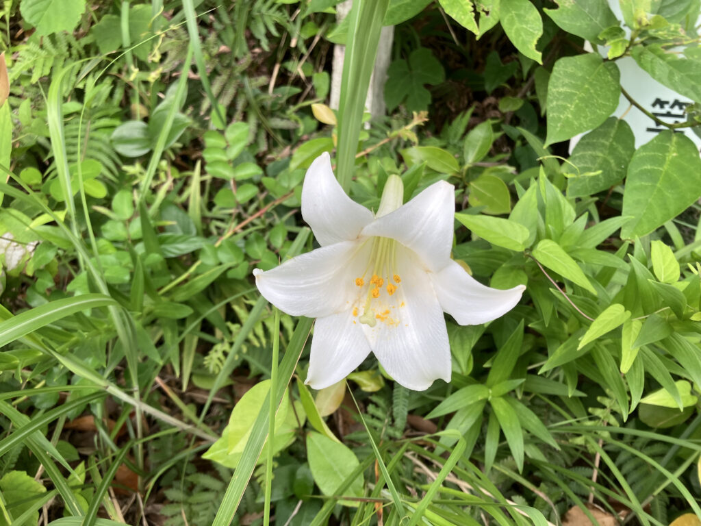 ゆりの花